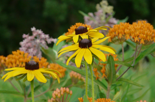 blackeyedsusan-butterflyweed