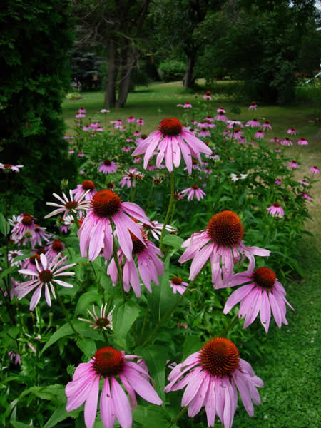 purple coneflowers prairie moon